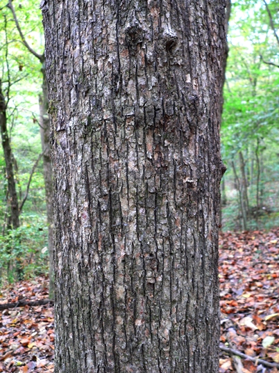 {Ostrya virginiana}